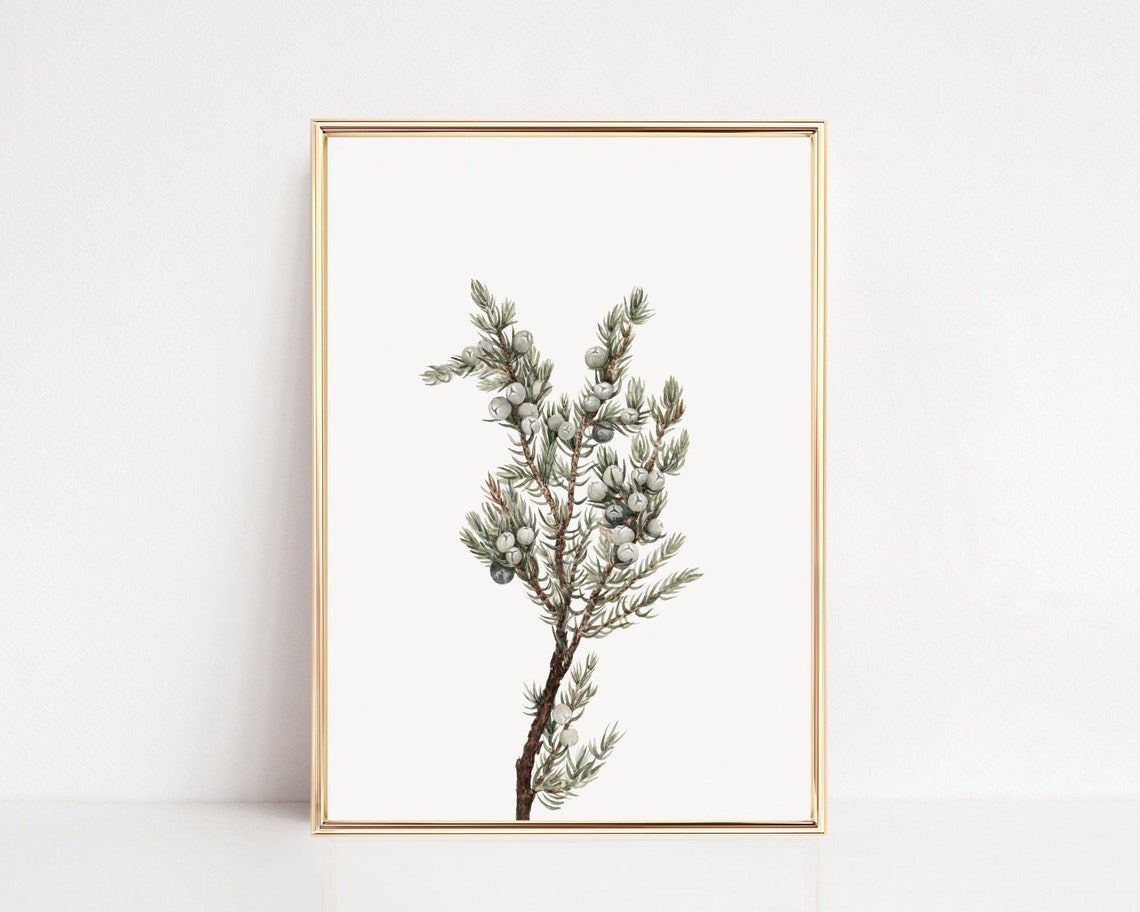 Vintage Juniper Berry Botanical Sprig Study Cream Art Poster