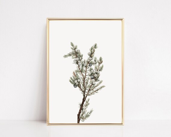Vintage Juniper Berry Botanical Sprig Study Cream Art Poster