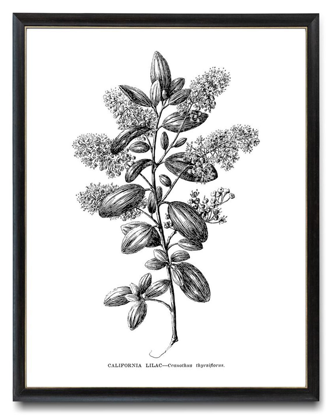 California Lilac Ceanothus Thyrsiflorus Botanical Line Art Poster - Image 4