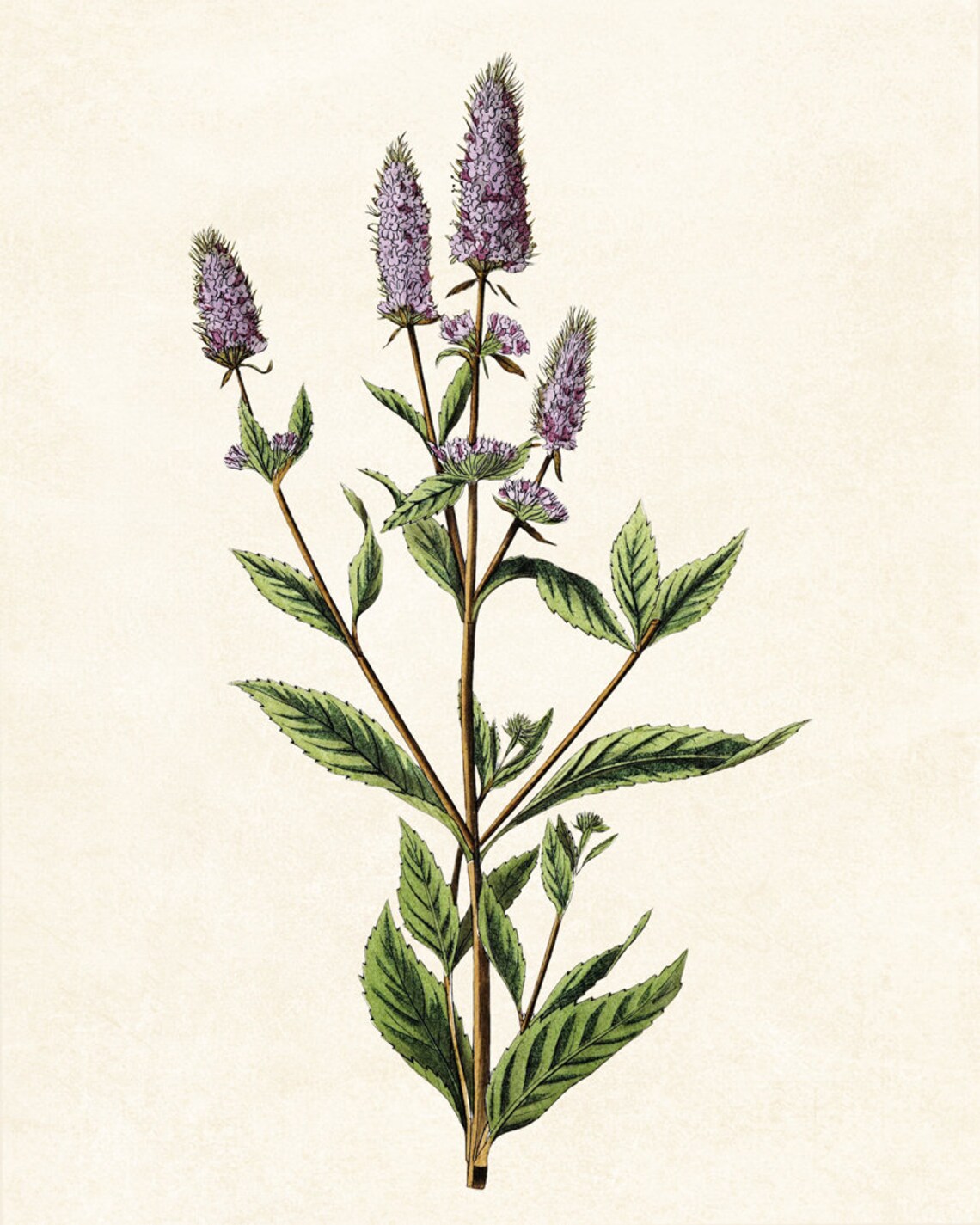 Flowering Peppermint Herb Vintage Botanical Plant Illustration Poster - Image 2