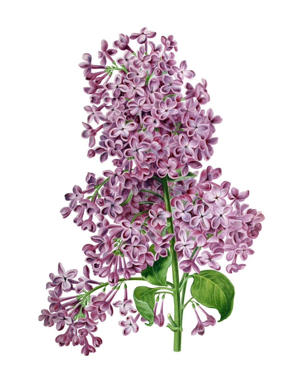 Purple Lilac Blossom Clusters Classic Vintage Botanical Poster - Image 2