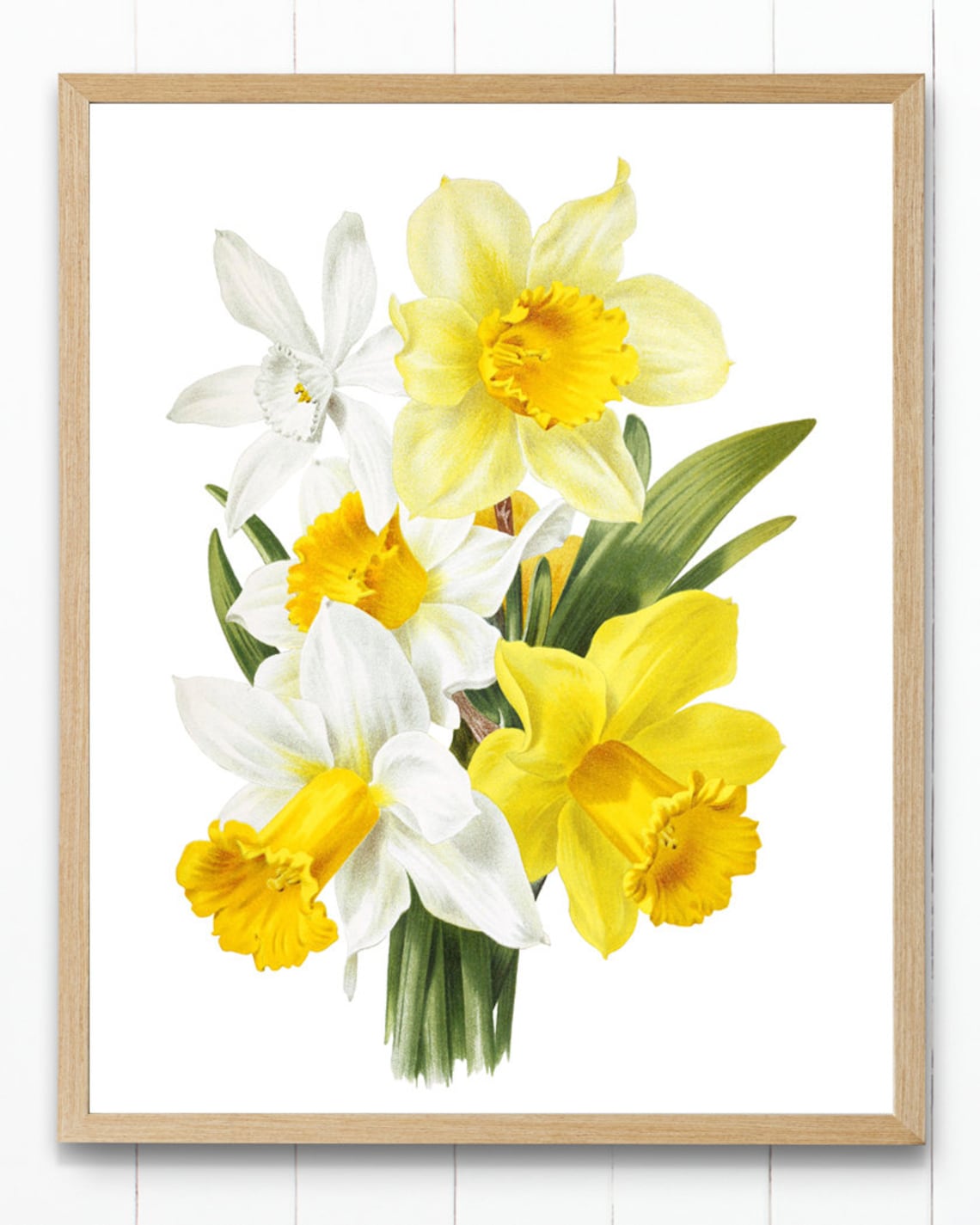 Yellow and White Daffodils Spring Vintage Botanical Art Poster - Image 4