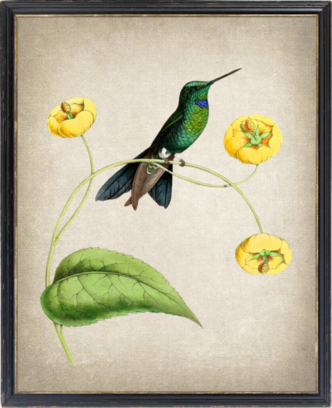 Green Hummingbird Perched on Yellow Flower Vintage Bird Poster