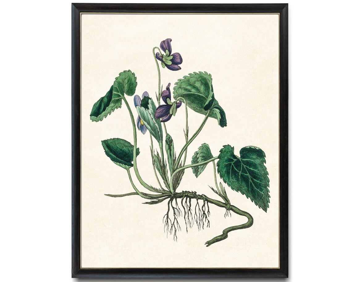 English Violet Purple Flower Vintage Botanical Illustration Poster