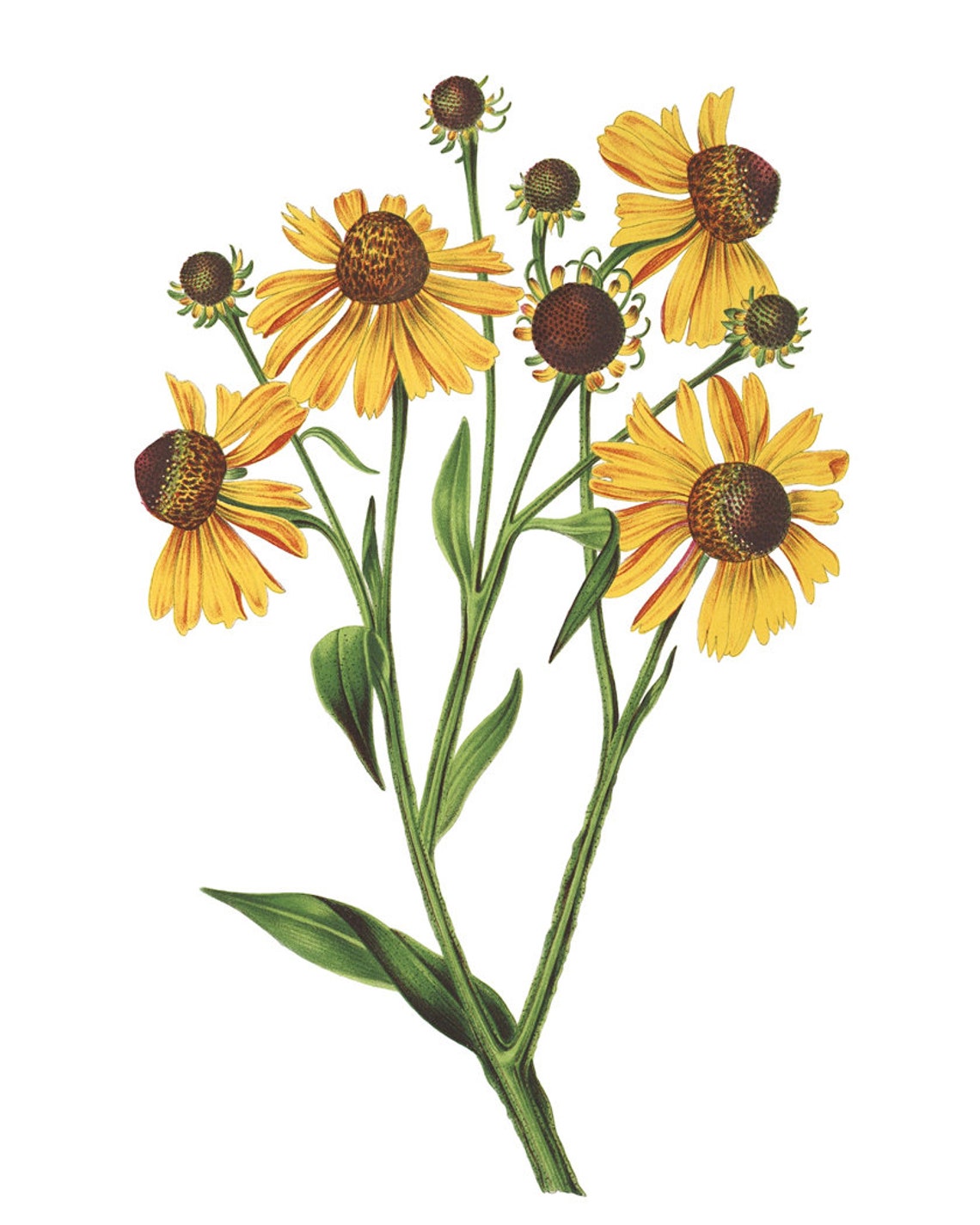 Yellow Helenium Flowers Vintage Botanical Illustration Poster - Image 2