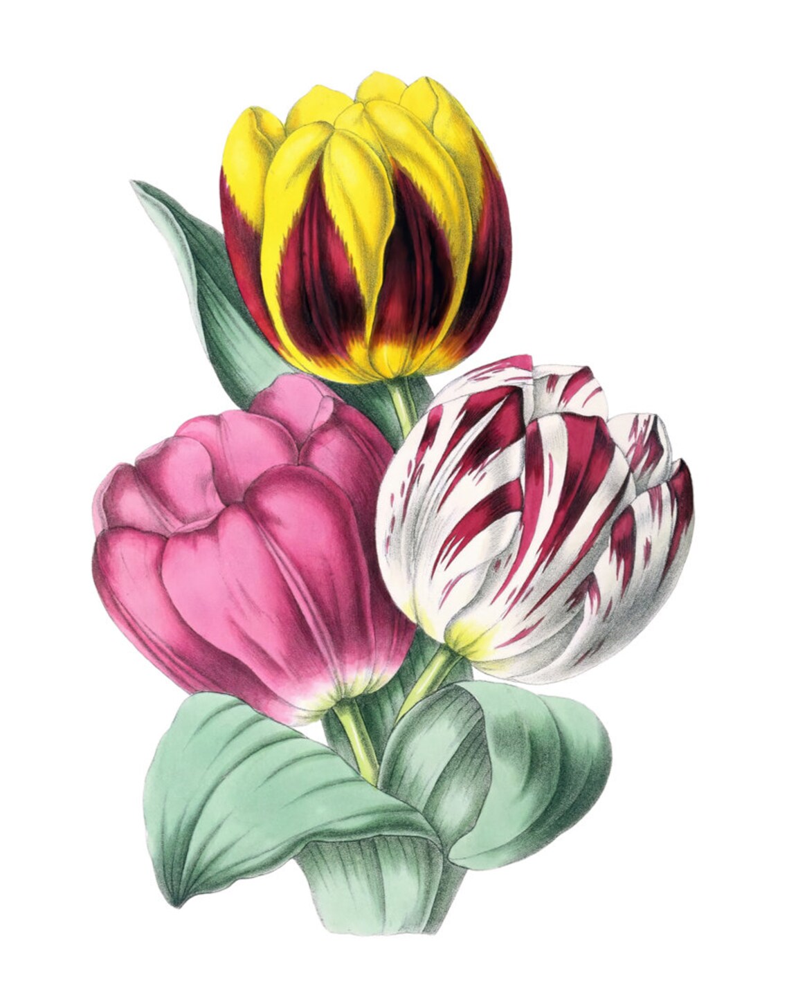Trio of Colorful Spring Tulips Antique Botanical Flower Study Poster - Image 2
