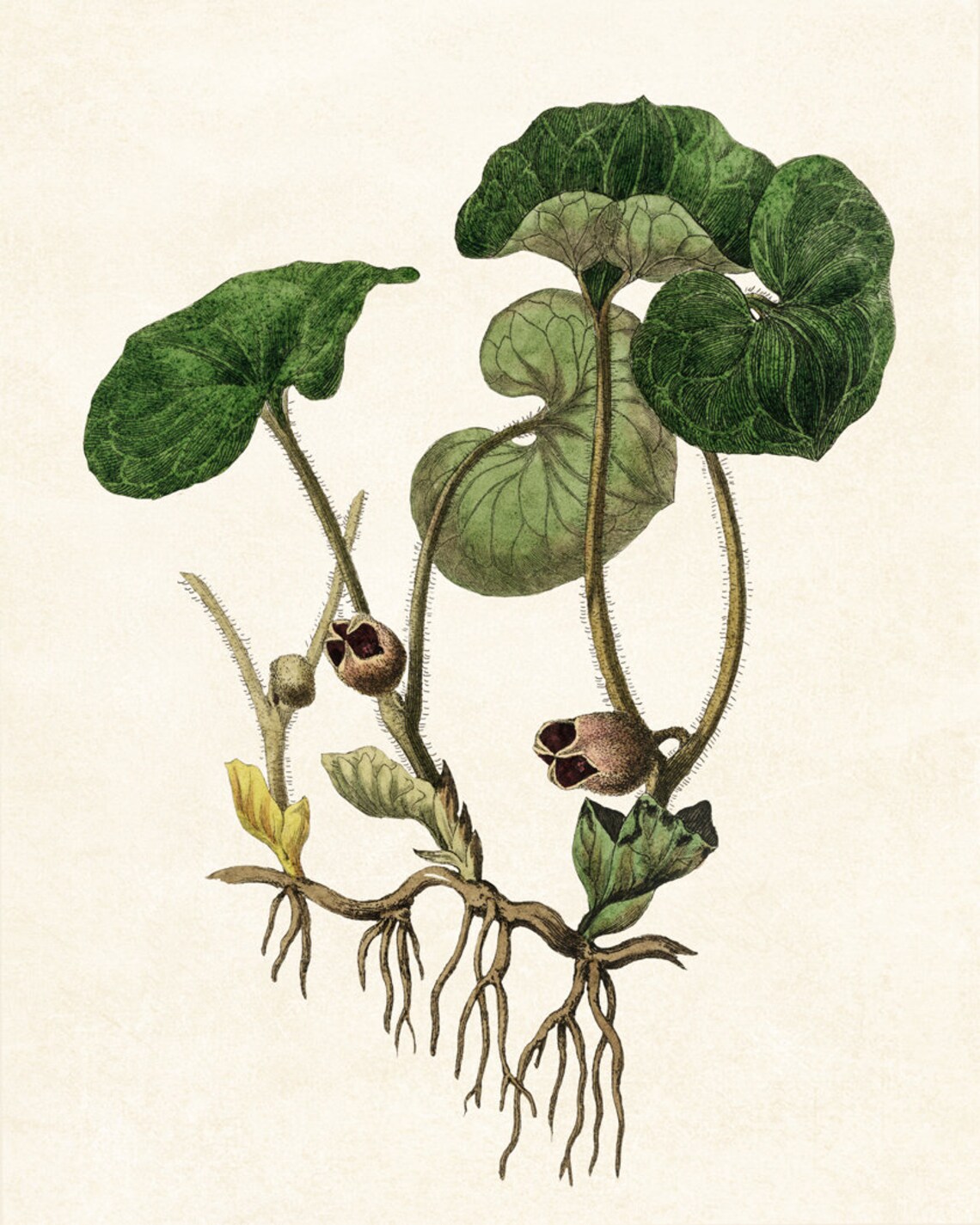 European Wild Ginger Plant Vintage Botanical Illustration Poster - Image 2
