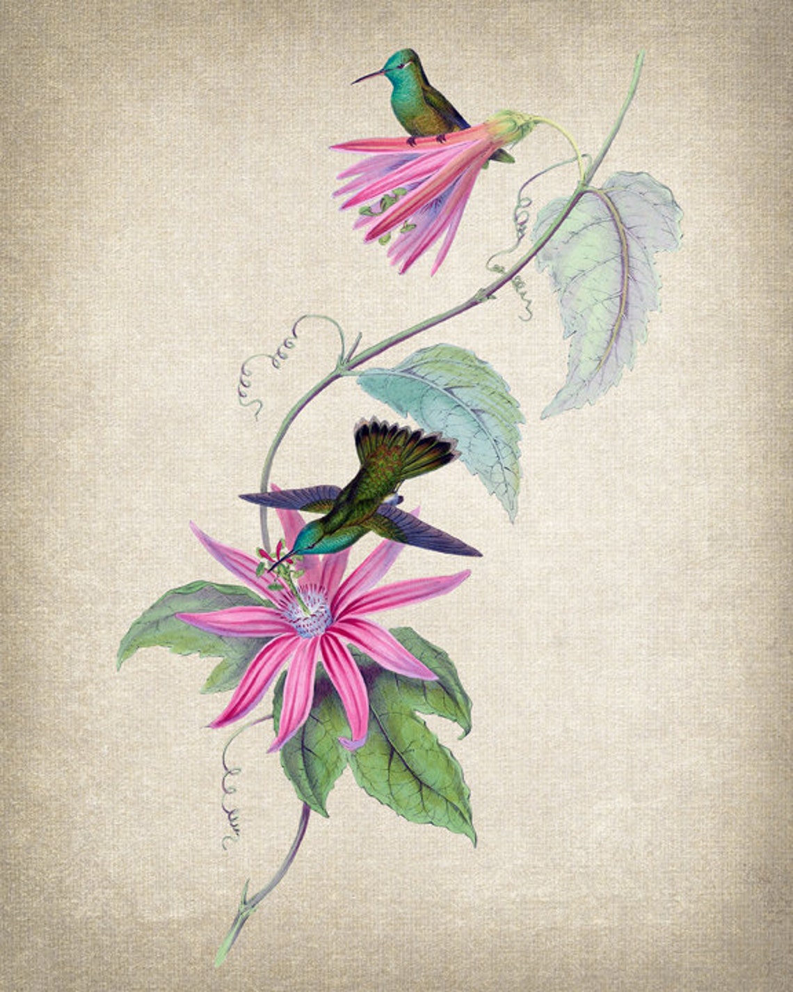 Hummingbird Pair on Pink Passionflower Vintage Illustration Print - Image 2
