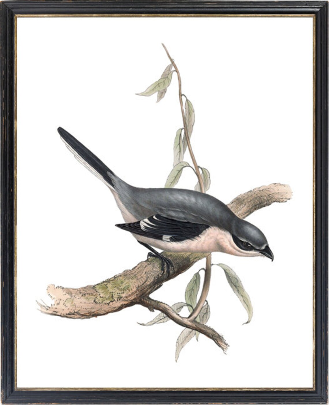 Grey Shrike Perched on Branch Vintage Bird Illustration Print - Image 3