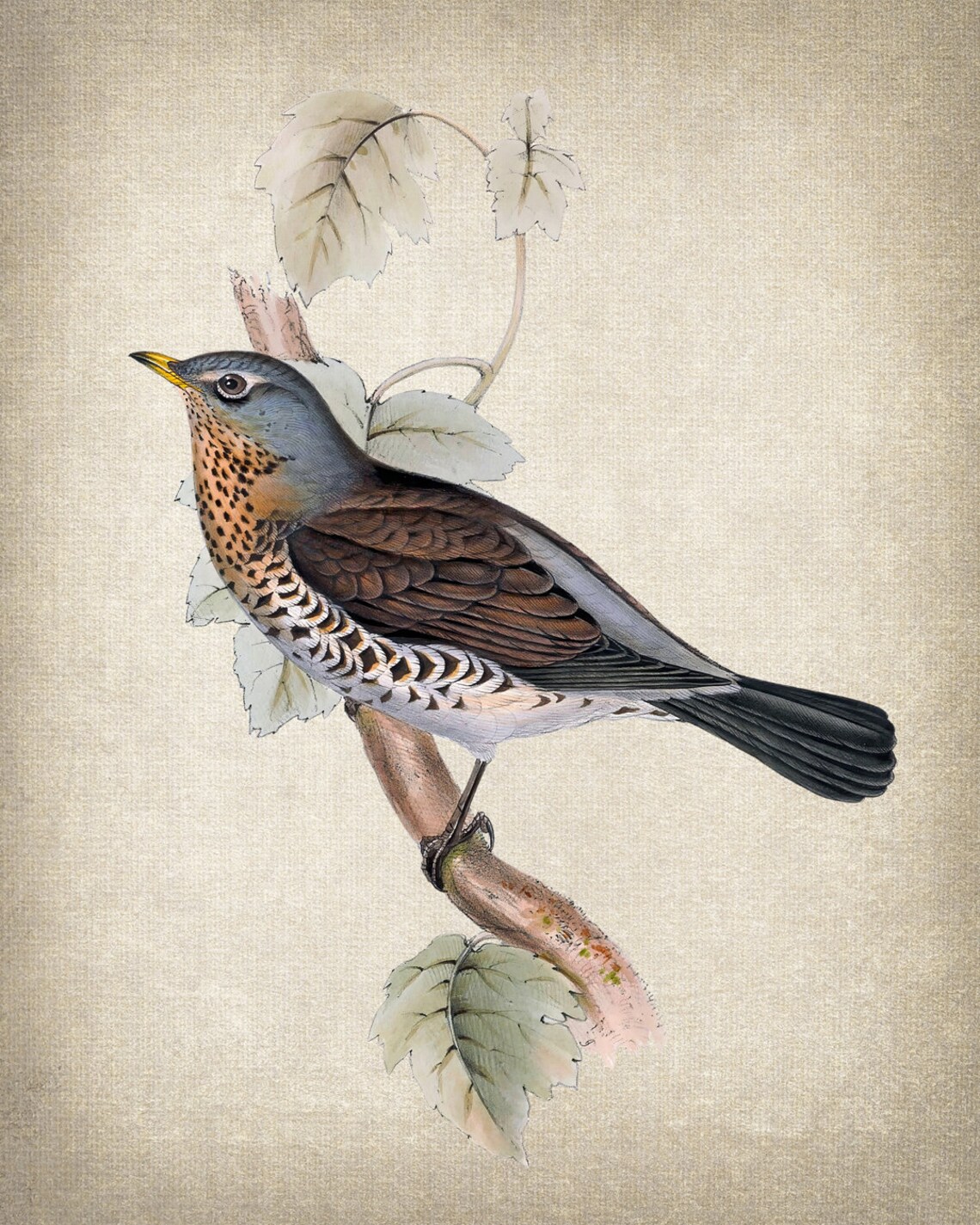 Fieldfare Thrush Antique Illustration Vintage Art Print - Image 2