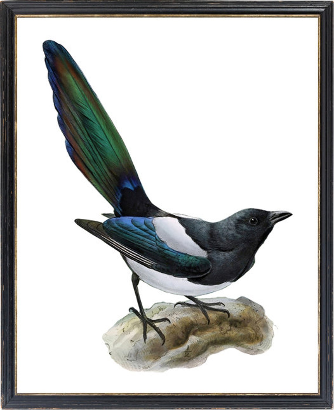 Common Magpie on Stone Perch Vintage Natural History Bird Poster - Image 3