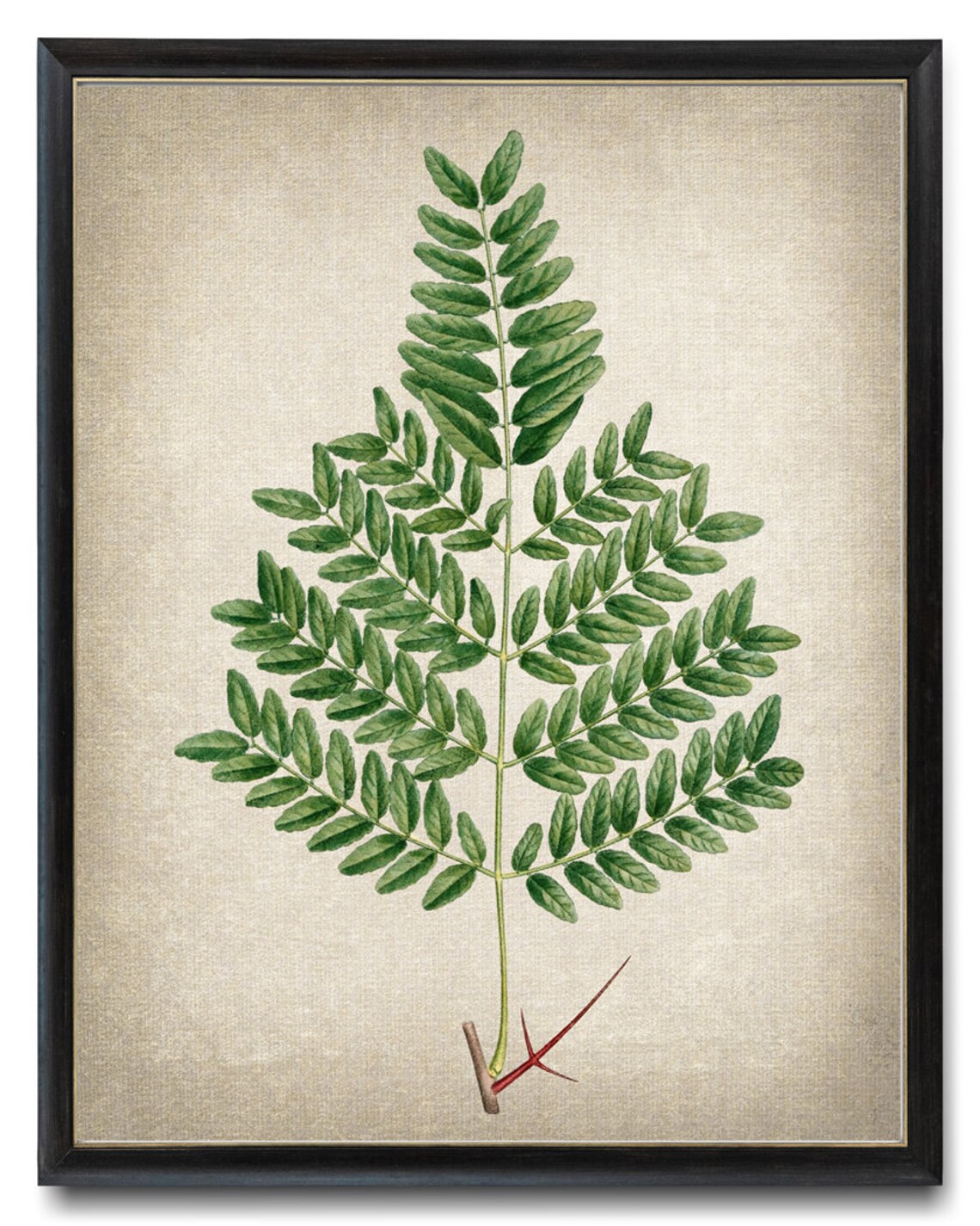 Water Locust Thorny Branch Vintage Botanical Illustration Print