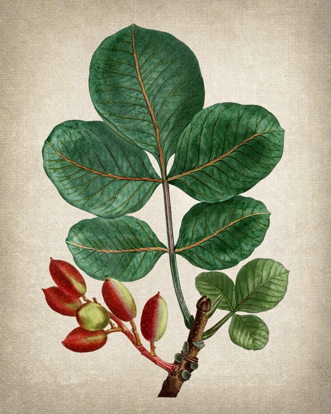 Pistachio Tree Branch Red Fruit Vintage Botanical Illustration Print - Image 3
