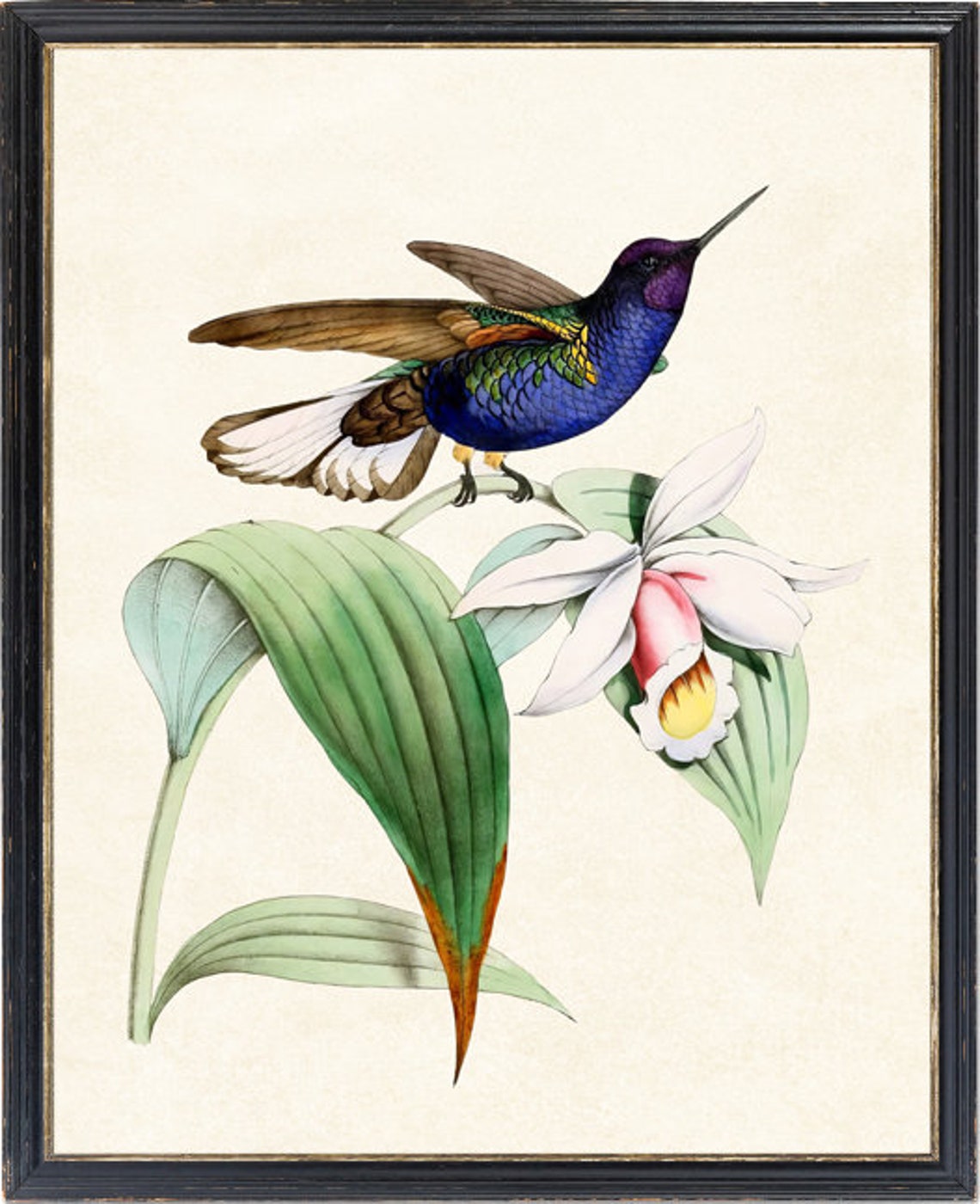 Vintage Hummingbird Orchid Botanical Art Natural History Poster - Image 4