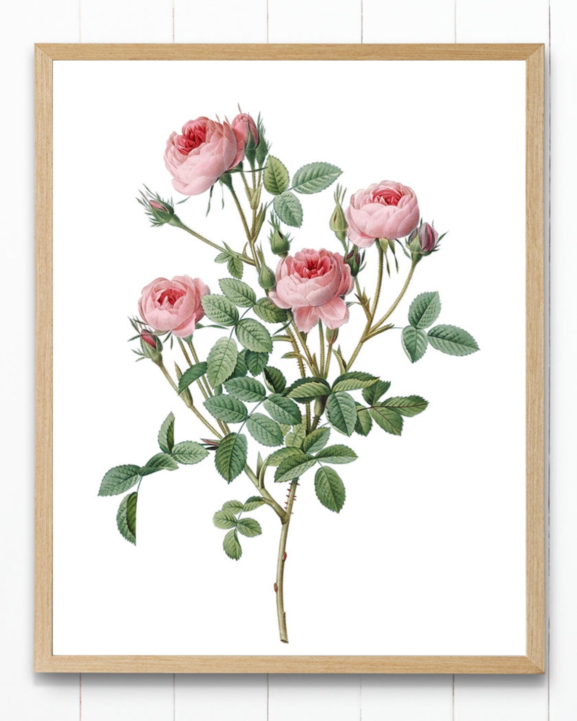 Pink Rose Art, Redoute Vintage Roses Poster - Image 4