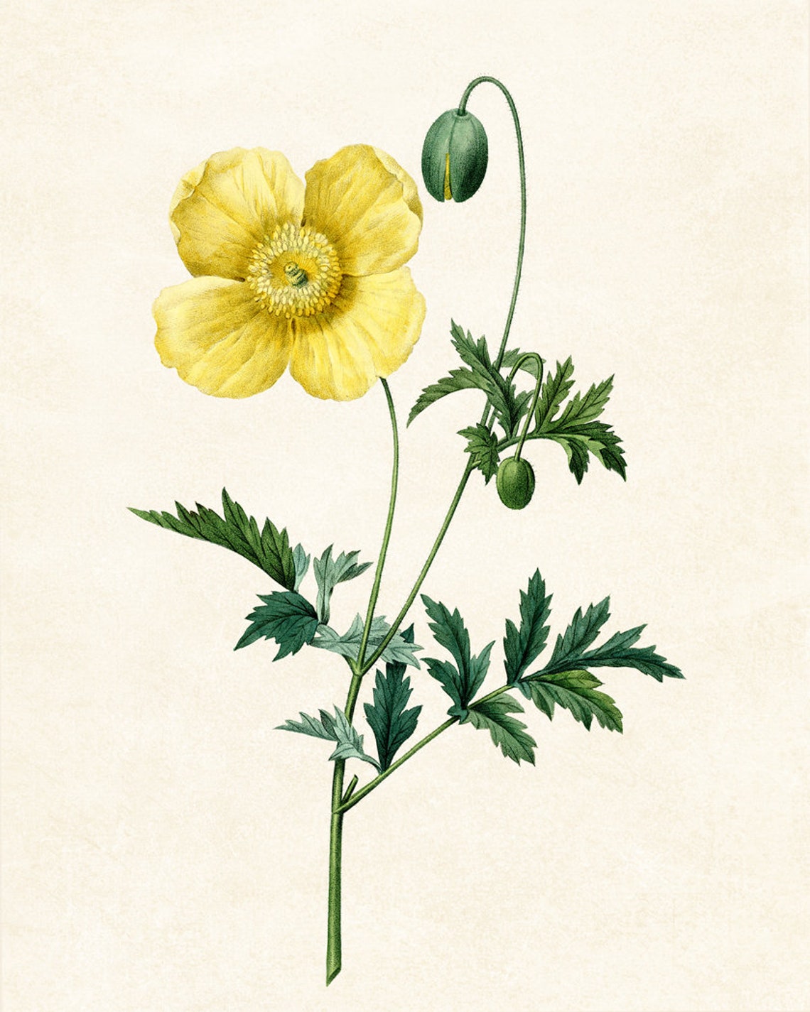 Yellow Welsh Poppy Bloom Antique Botanical Illustration Poster - Image 3