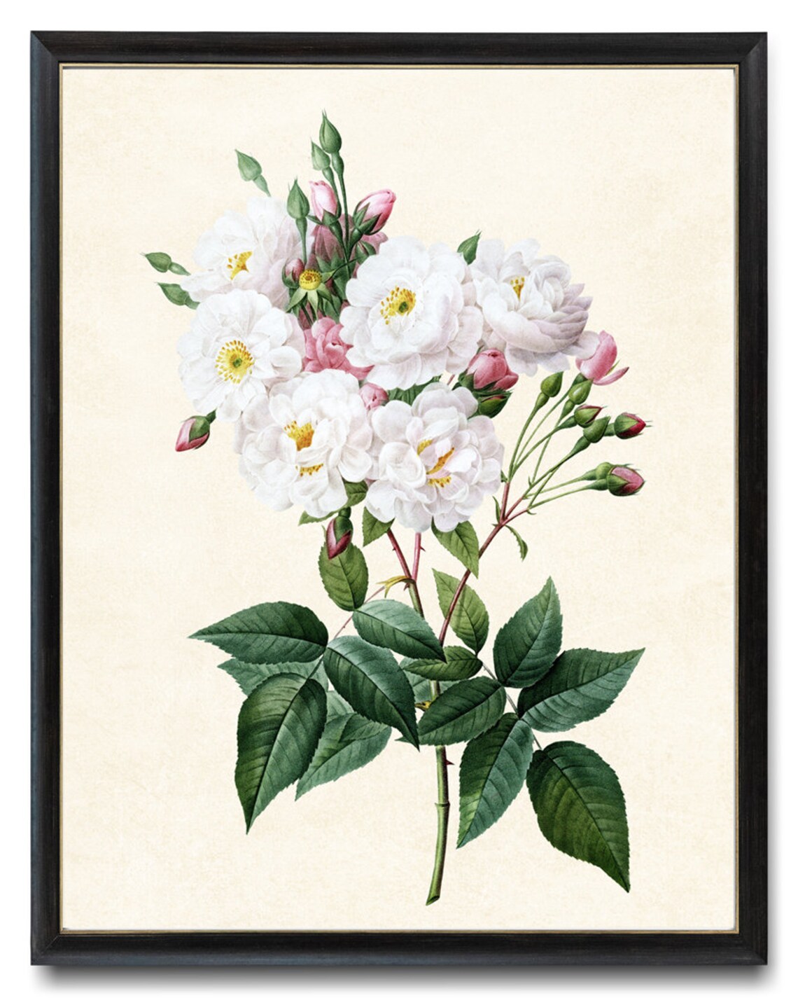 Antique White Pink Roses Botanical Floral Illustration Wall Poster