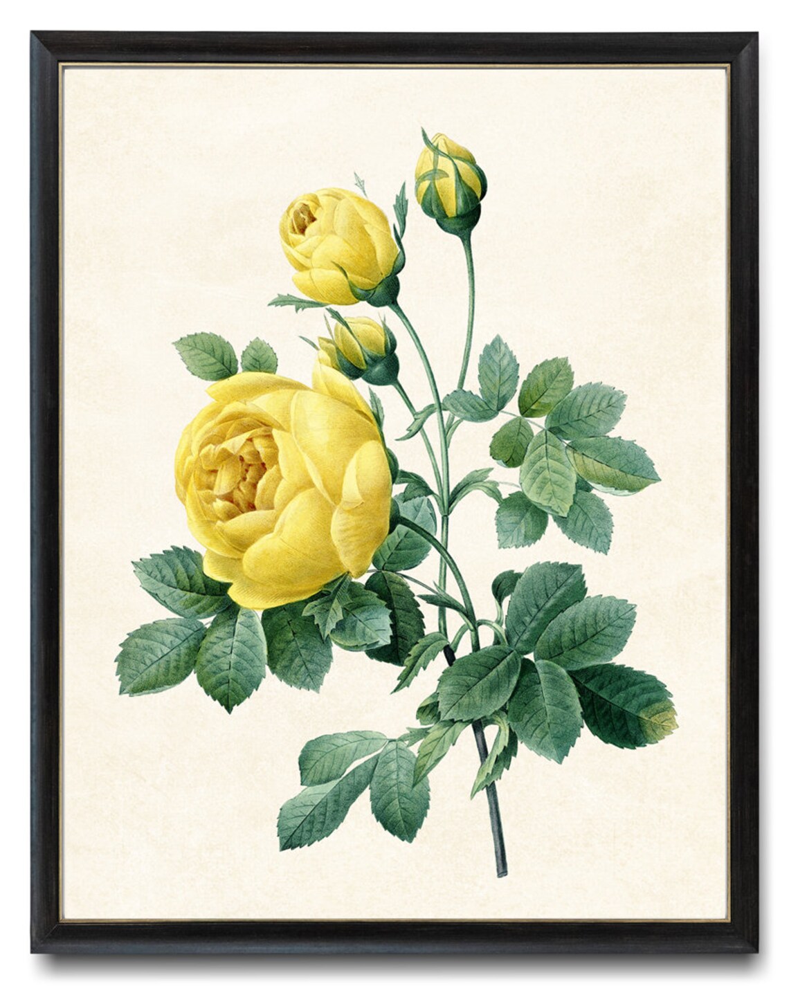 Yellow Roses by P.J. Redoute, Antique Floral Art Print