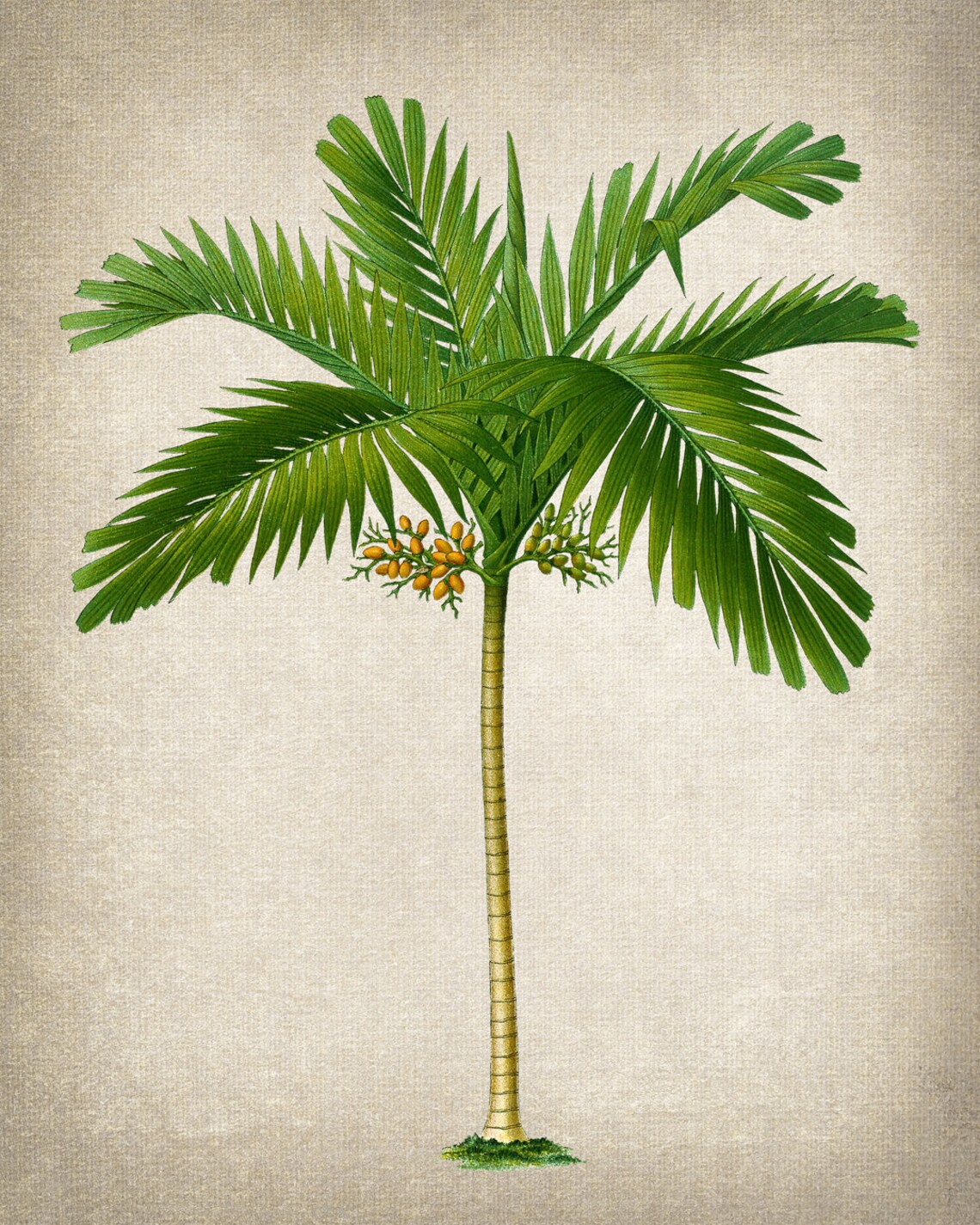 Areca Palm Vintage Illustration Art Print - Image 2