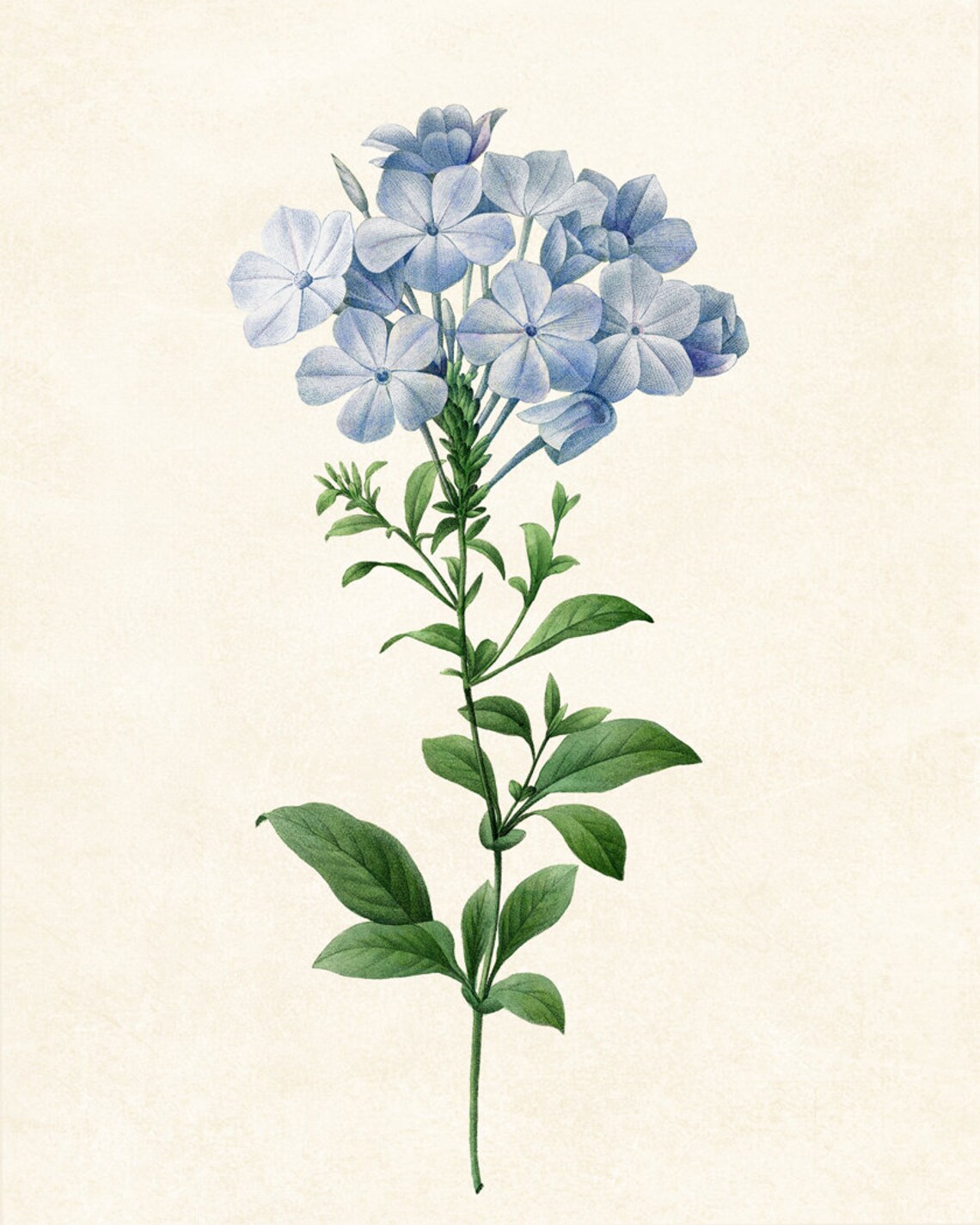 Blue Flower by P.J. Redouté, Vintage Botany Print - Image 3
