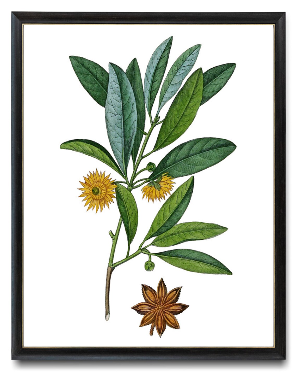 Star Anise Blossom and Seed Pod Antique Botanical Illustration Poster - Image 3