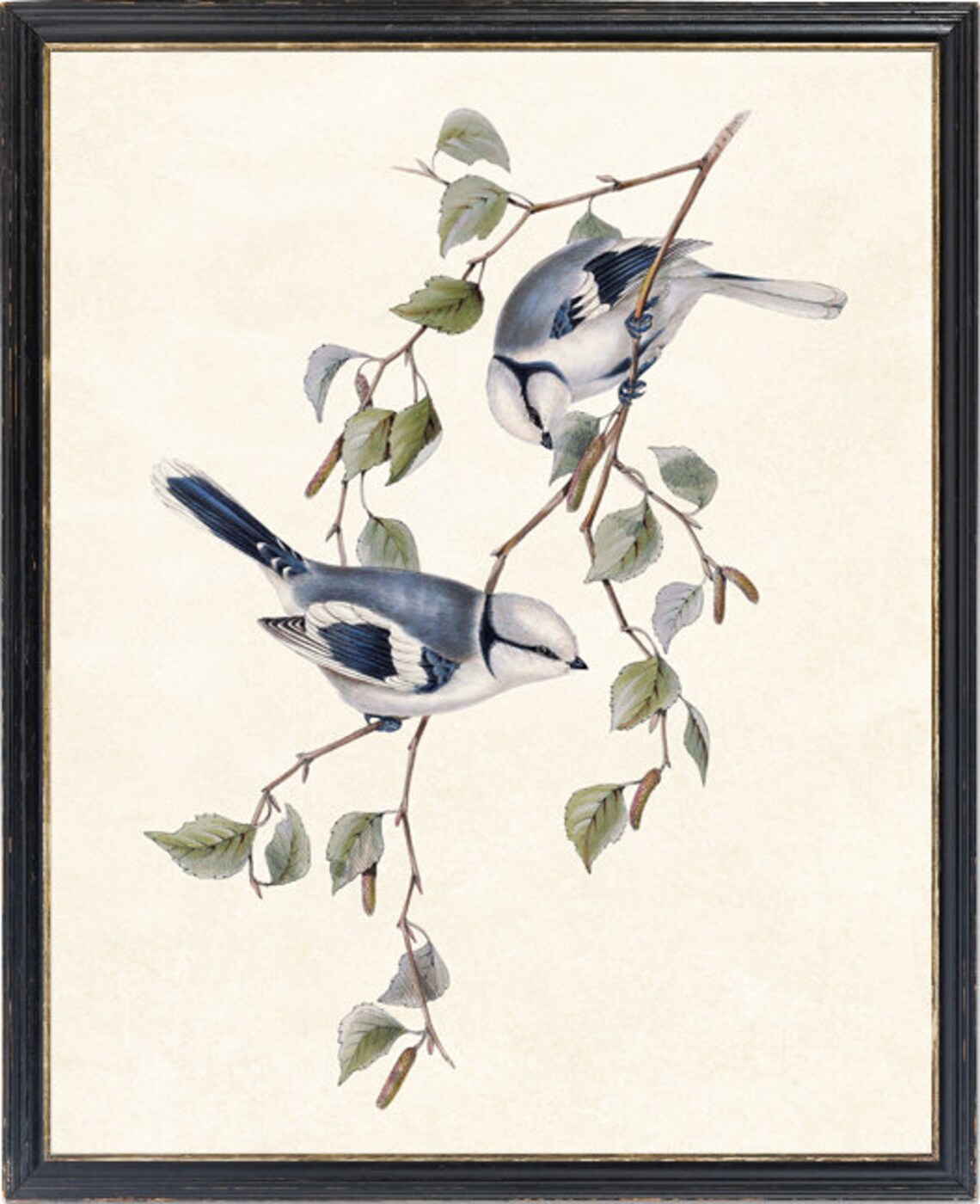 Azure Blue Tit Birds Vintage Illustration Art Print - Image 4