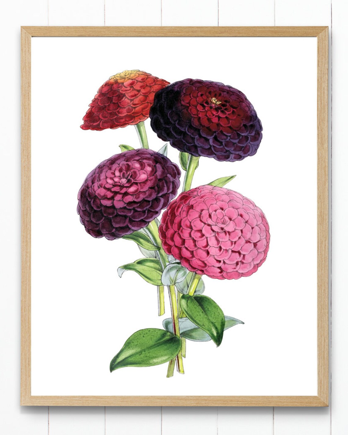 Zinnias Floral Illustration, Vintage Botanical Art Print - Image 4