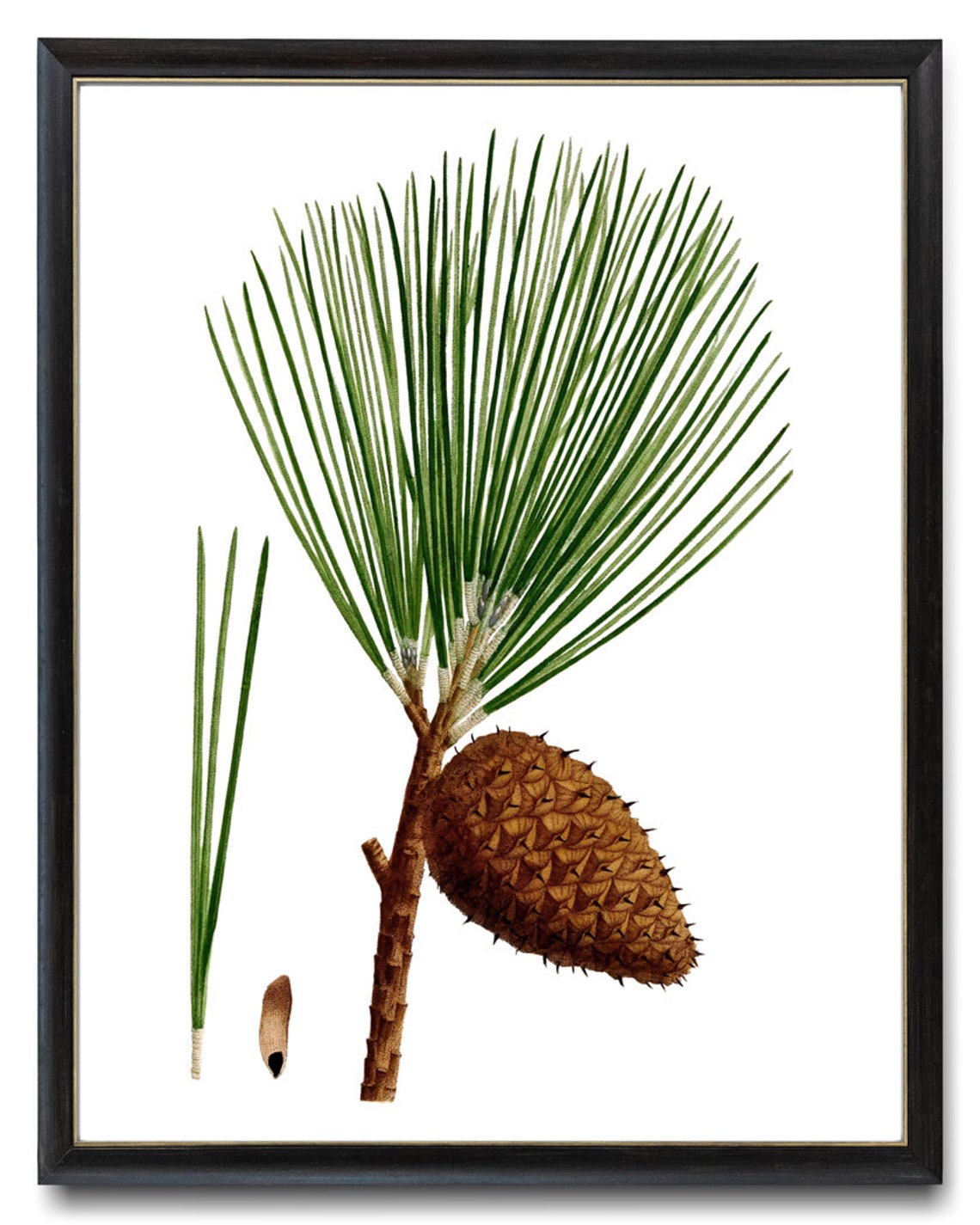 Pitch Pine Long Needles Cone Vintage Botanical Illustration Print - Image 3