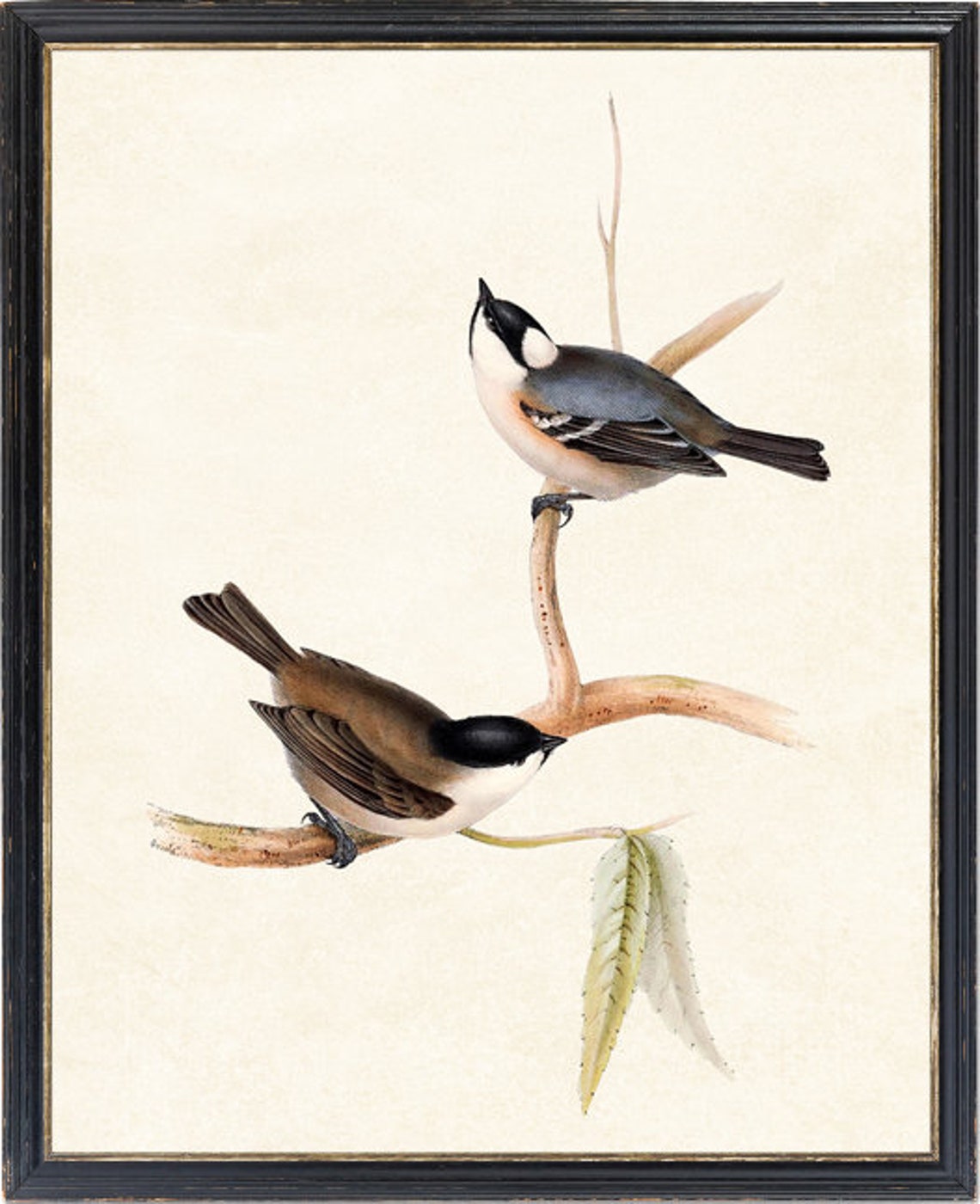 Tit Bird Pair On Branch Vintage Natural History Songbird Poster - Image 4