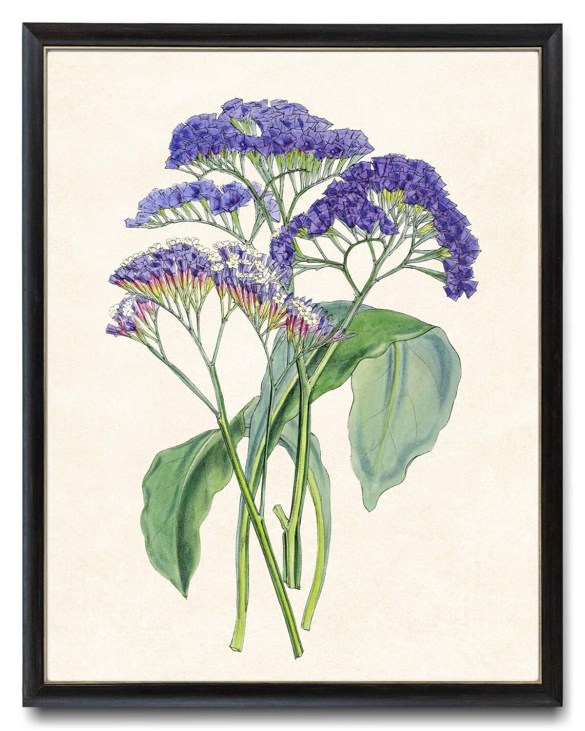 Purple Sea Lavender Wildflowers Vintage Botanical Illustration Poster