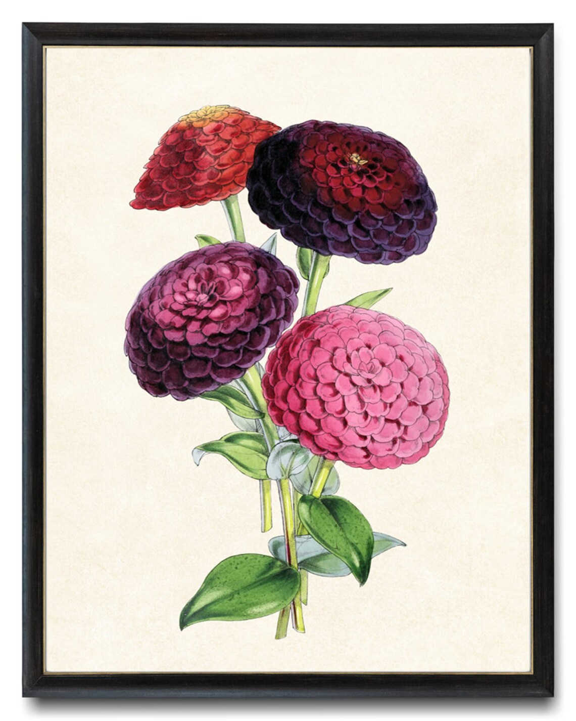 Zinnias Floral Illustration, Vintage Botanical Art Print