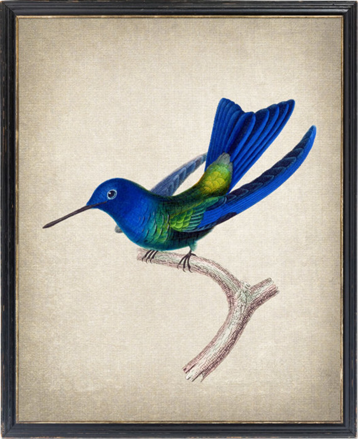 Blue Hummingbird Vintage Illustration Art Print