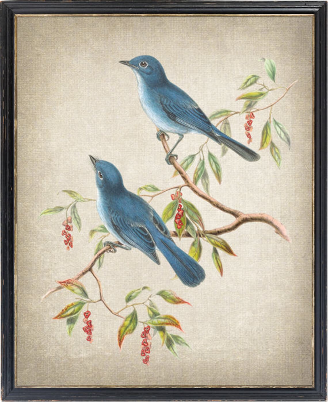 Blue Flycatcher Songbird Pair Antique Natural History Poster