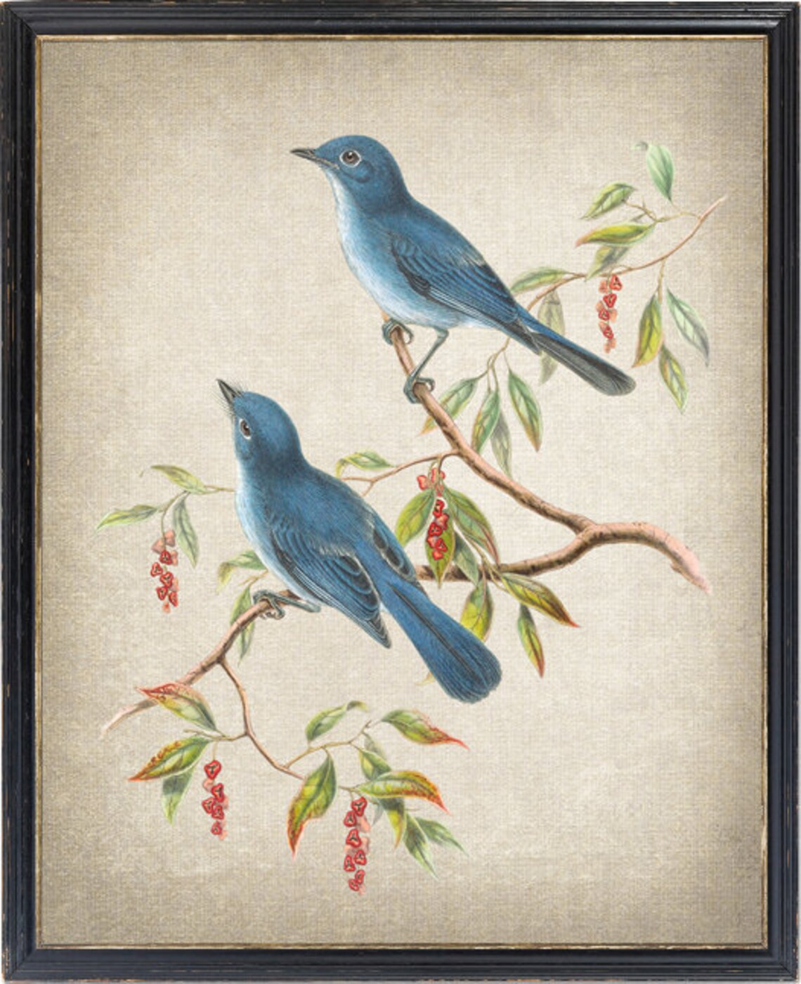 Vintage Blue Flycatcher Pair Antique Bird Illustration Poster