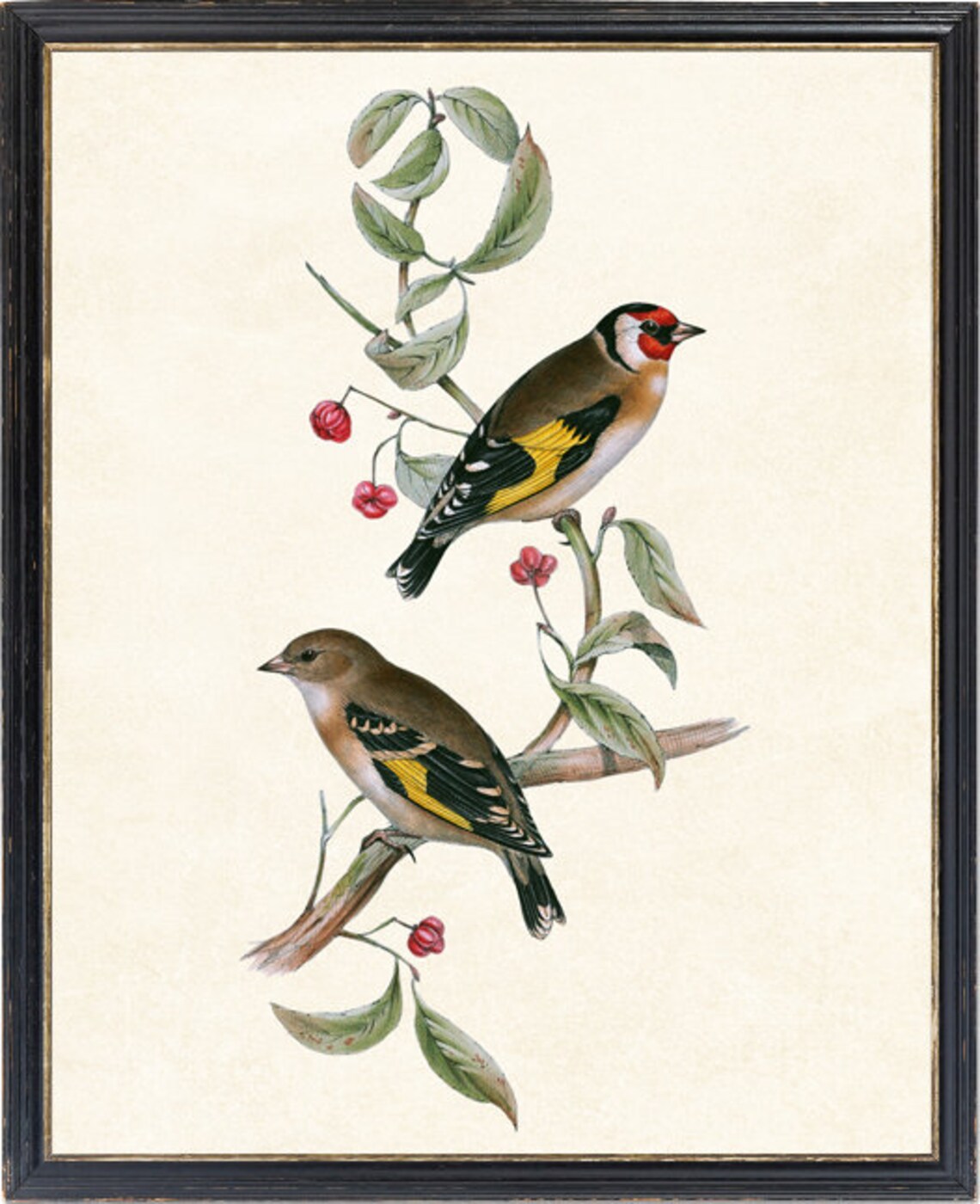 European Goldfinch Vintage Bird Botanical Art Print - Image 2