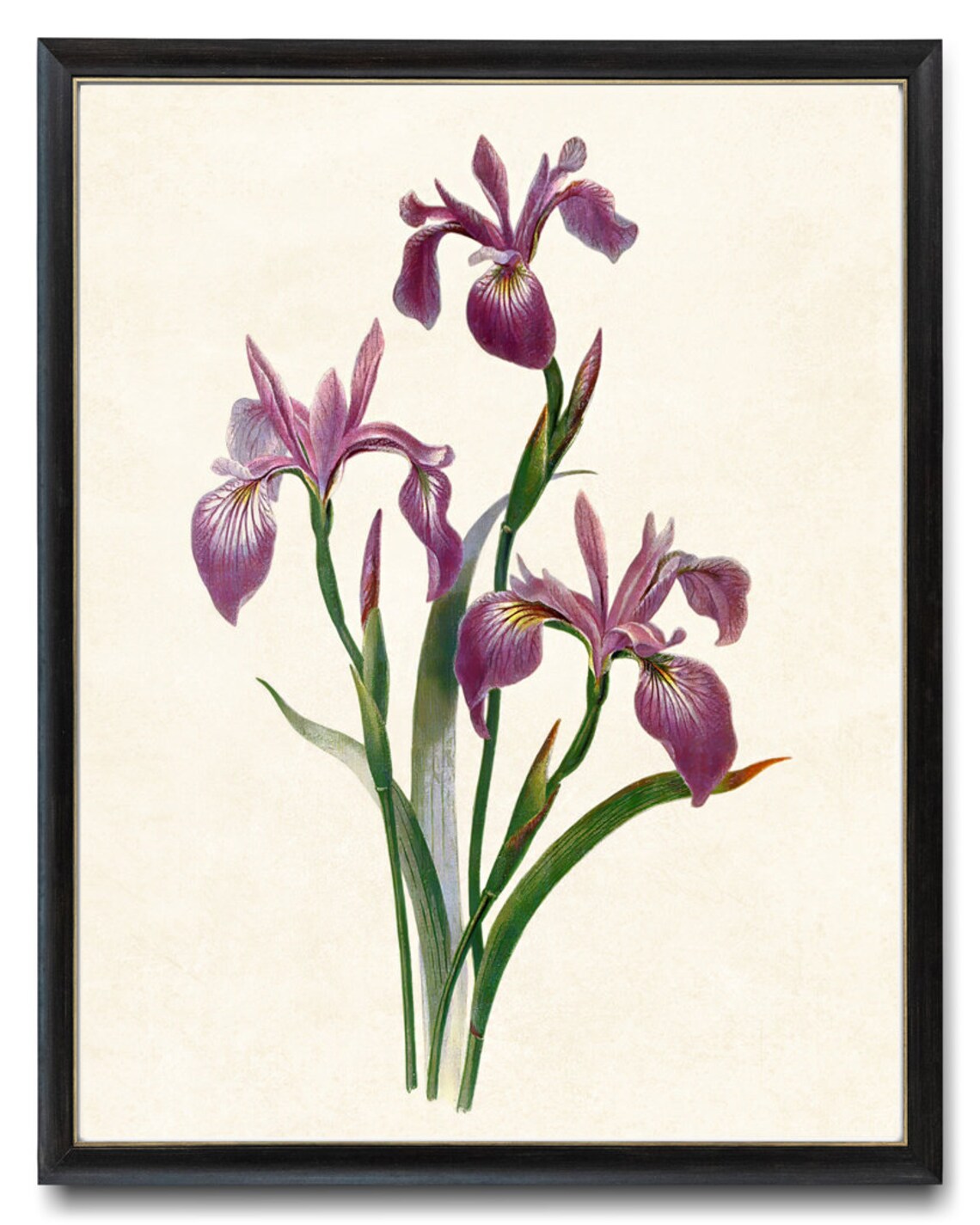Purple Iris Blossoms Vintage Botanical Flower Illustration Poster