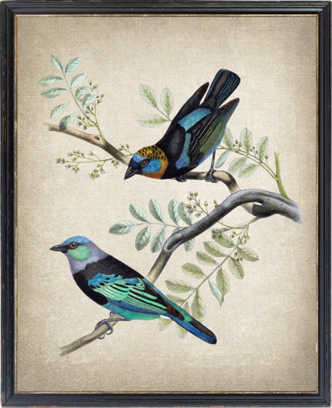 Tanager Birds Vintage Illustration Art Print