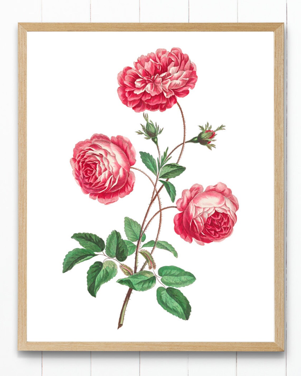 Antique Pink Provence Roses Botanical Illustration Rose Flower Poster - Image 2