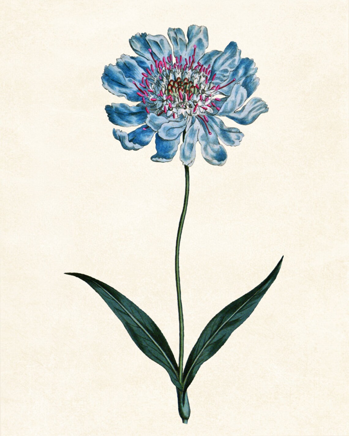 Blue Botanical Print, Vintage Pincushion Flower Art - Image 3