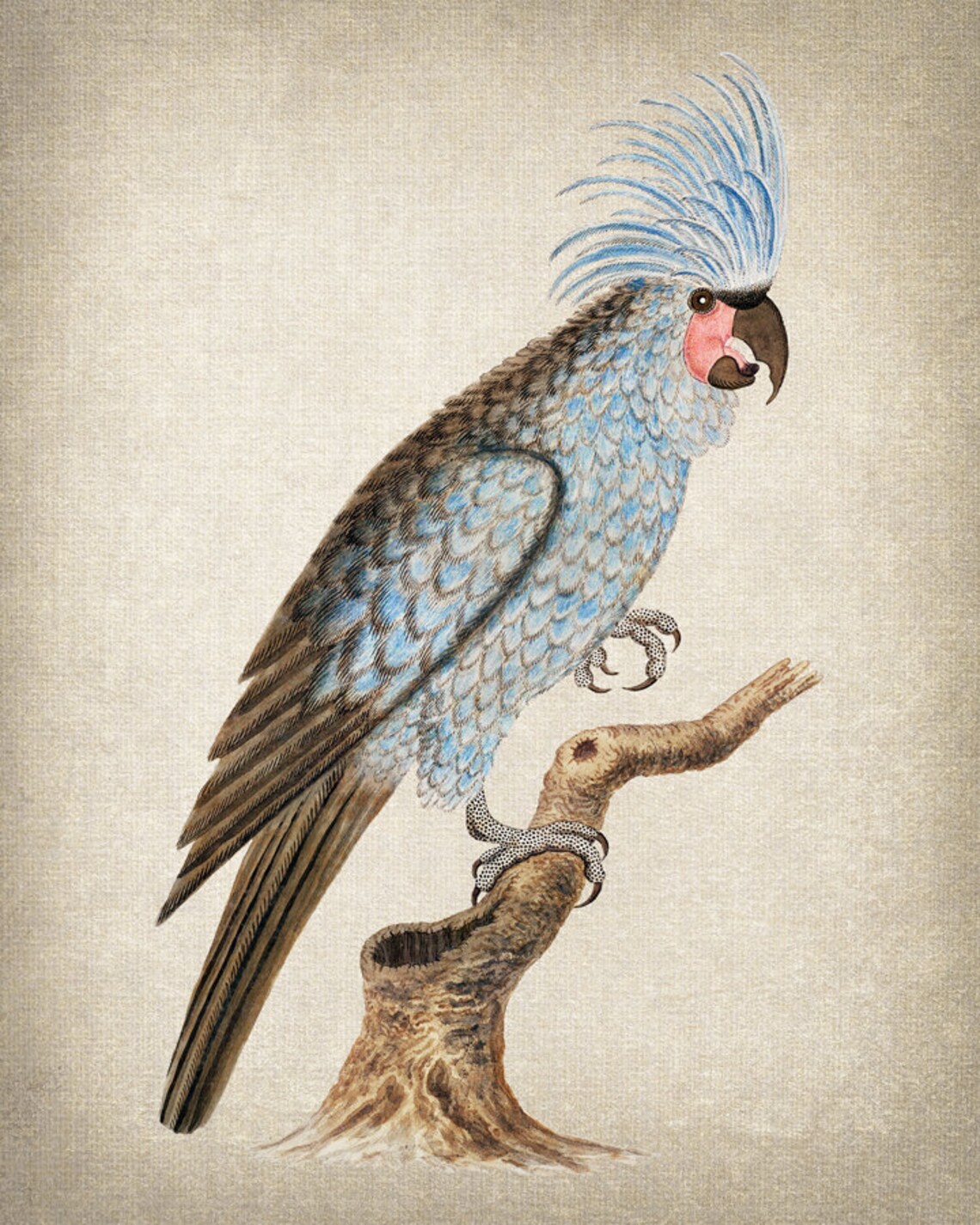 Palm Cockatoo Vintage Illustration Crested Parrot Art Poster - Image 2