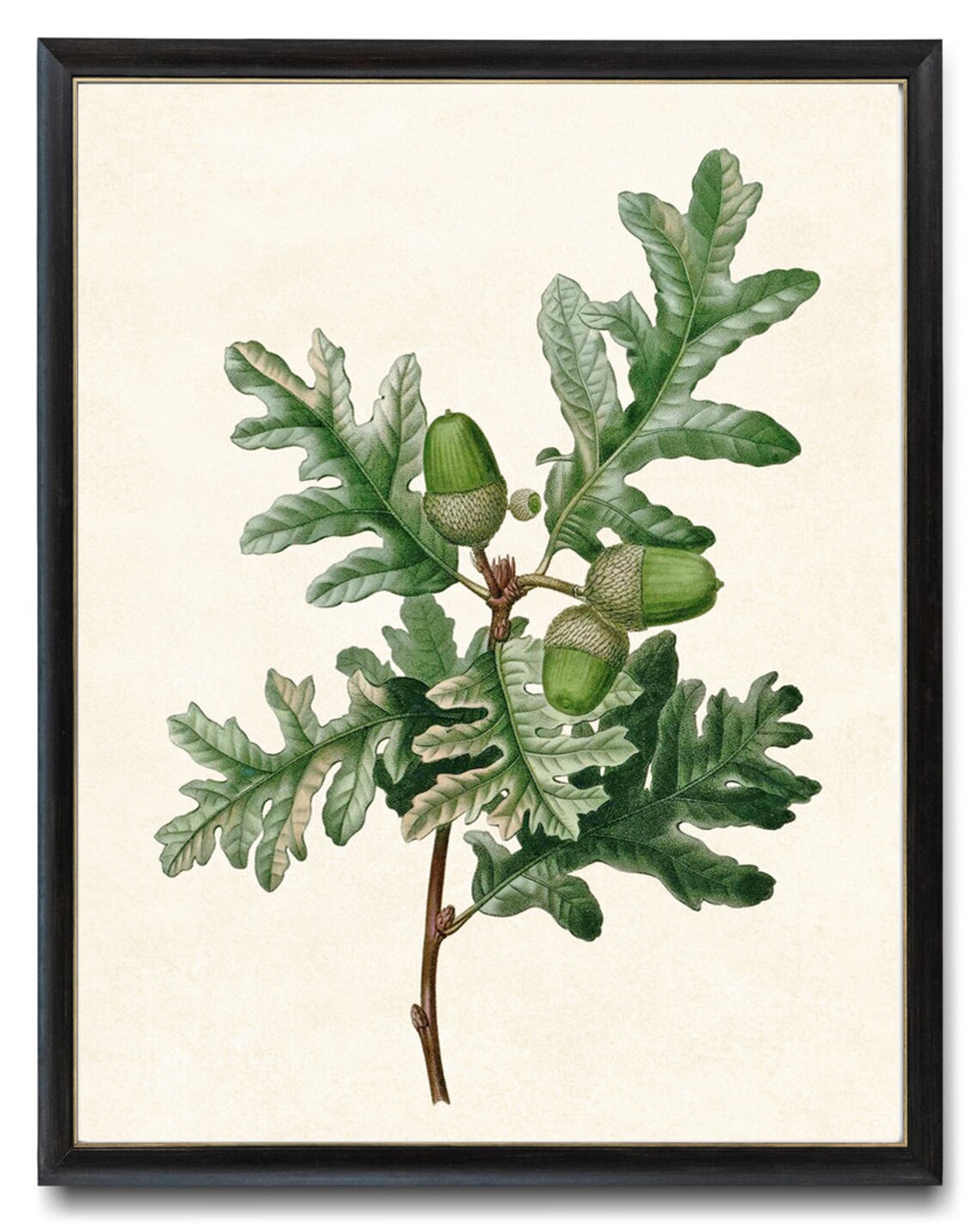 Pyrenean Oak Vintage Illustration Art Print - Image 4