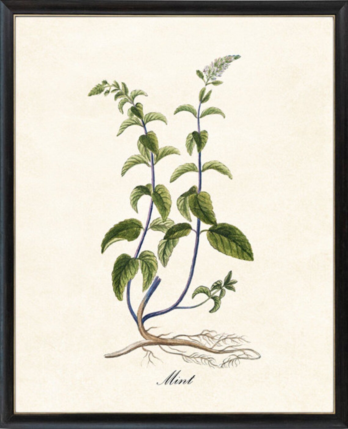 Antique Mint Herb Botanical Culinary Apothecary Illustration Poster