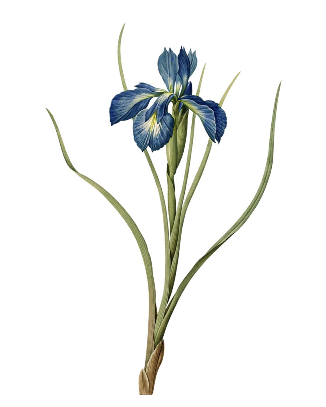 Blue Iris Antique Illustration, Minimal Floral Art Print - Image 2