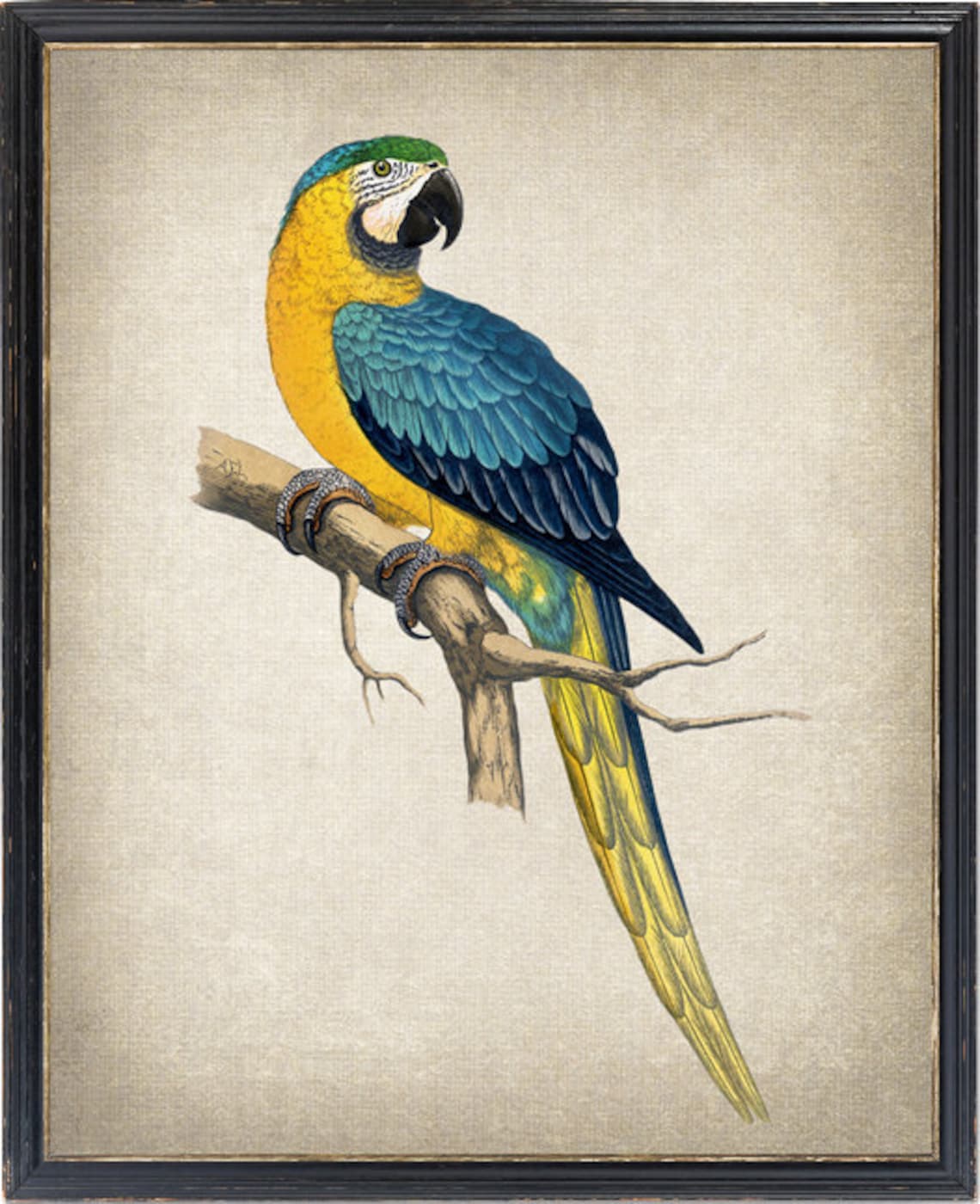 Blue and Yellow Macaw on Branch Vintage Bird Illustration Poster