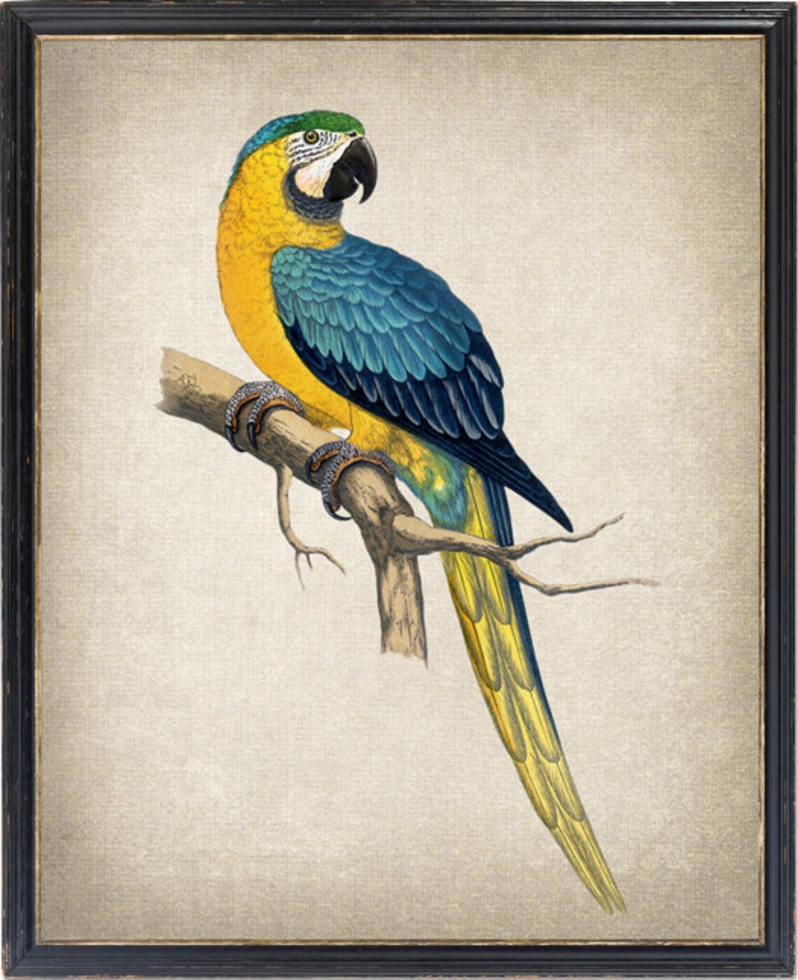 Blue And Yellow Macaw Vintage Tropical Parrot Botanical Art Poster