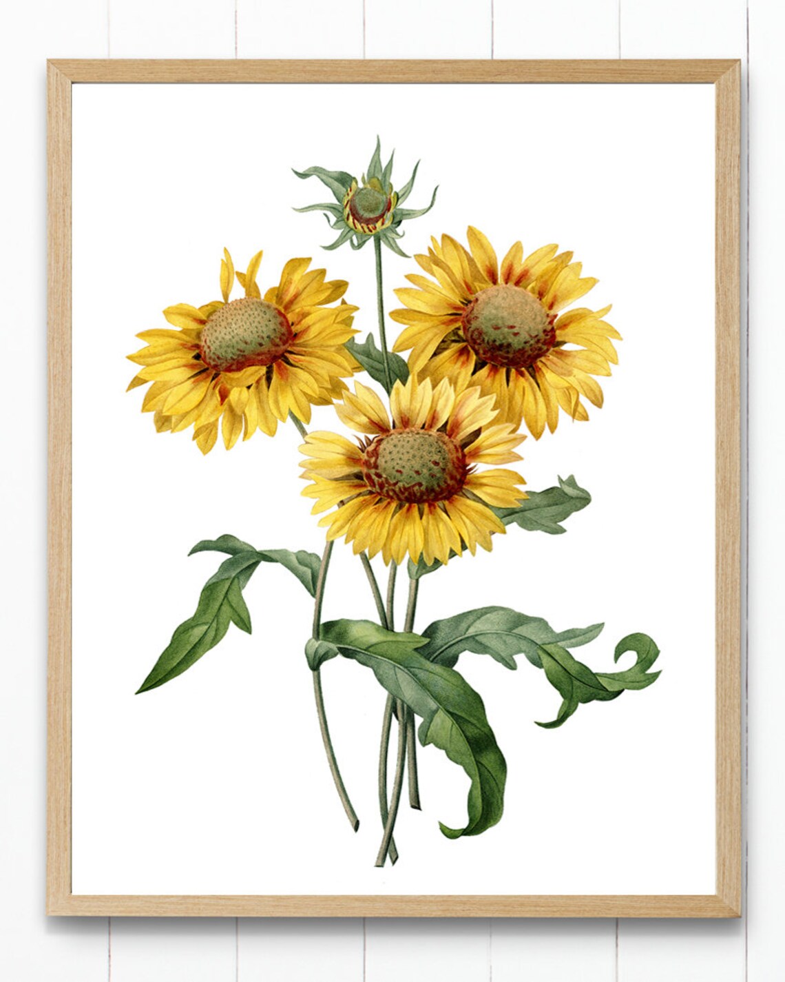 Yellow Gaillardia Vintage Illustration Art Print - Image 2