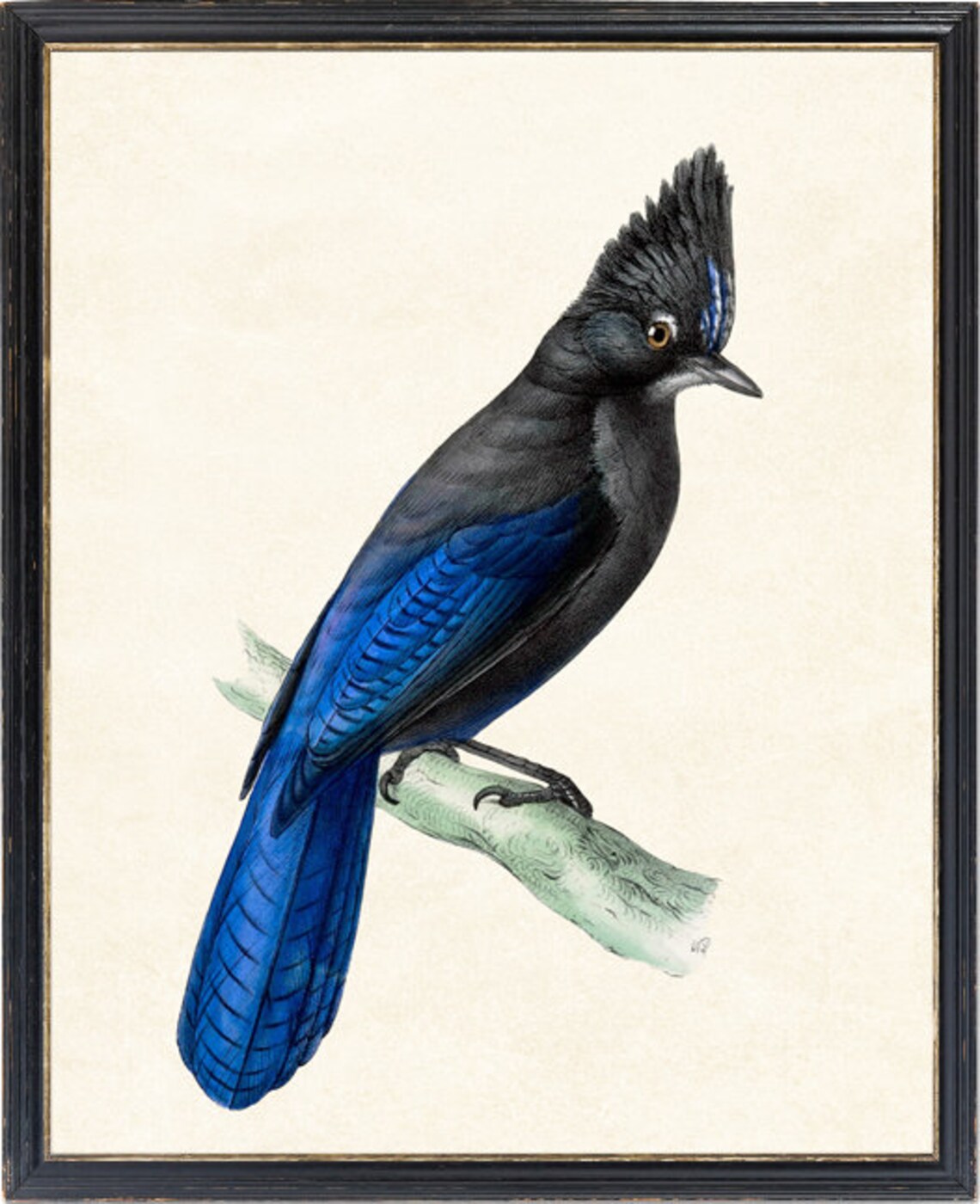 Stellers Jay Vintage Natural History Bird Illustration Poster - Image 4