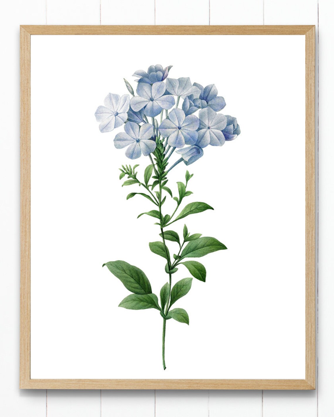 Blue Flower by P.J. Redouté, Vintage Botany Print - Image 4