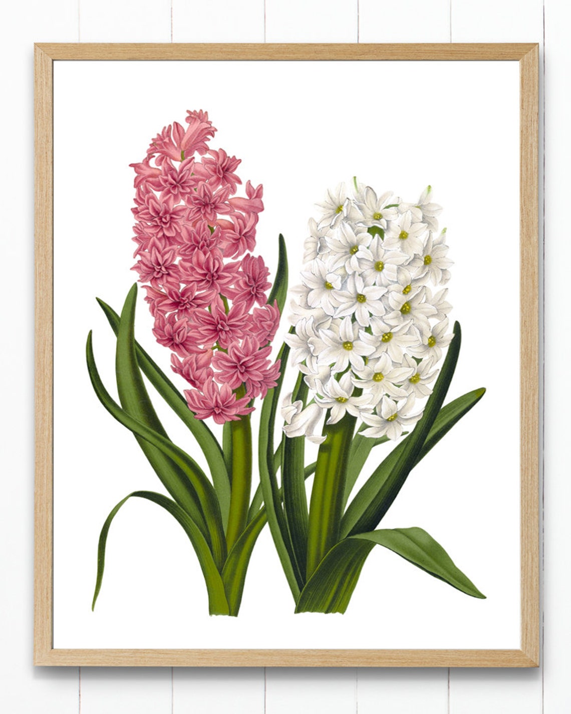 Pink and White Hyacinth Vintage Botanical Spring Flower Poster - Image 4