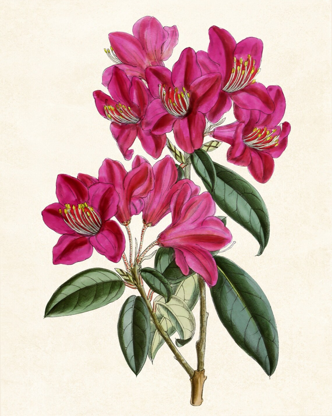 Pink Rhododendron Vintage Botanical Spring Flower Art Poster - Image 3